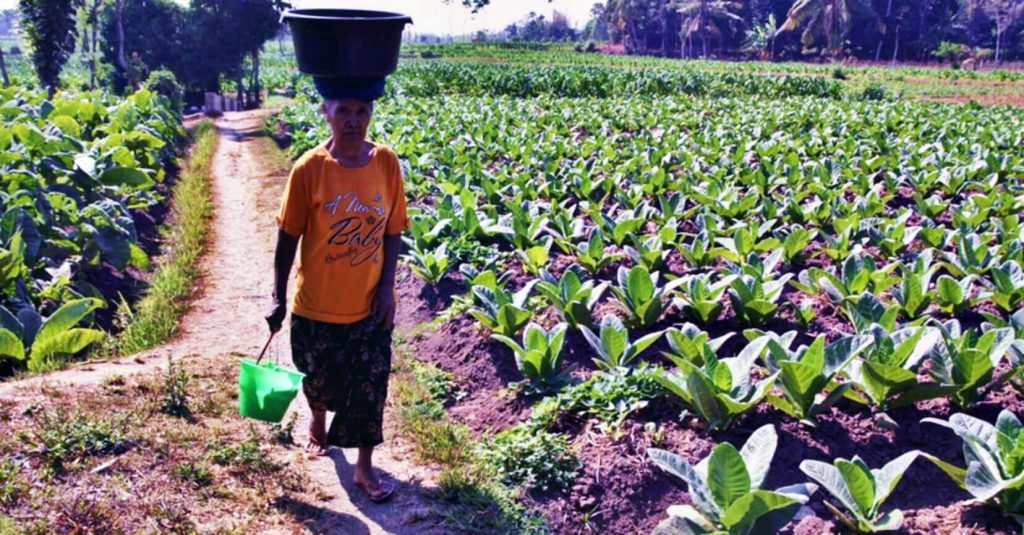 Индонезийский табачный фермер деликатно собирает листья