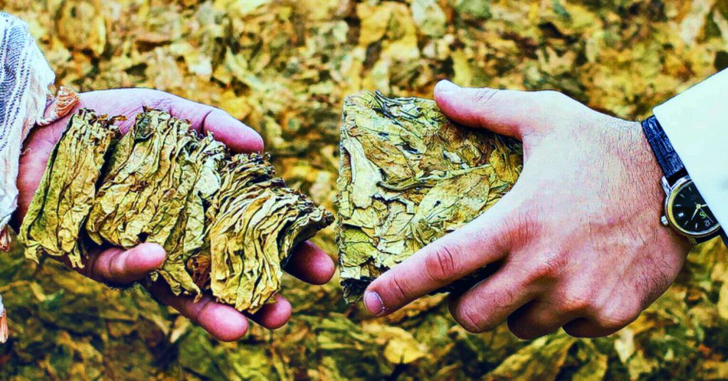 Традиционные листья измирского табака: Визуальное наслаждение
