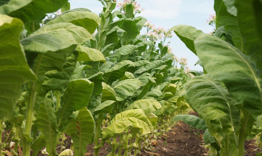 Табак и кальян в Краснодаре