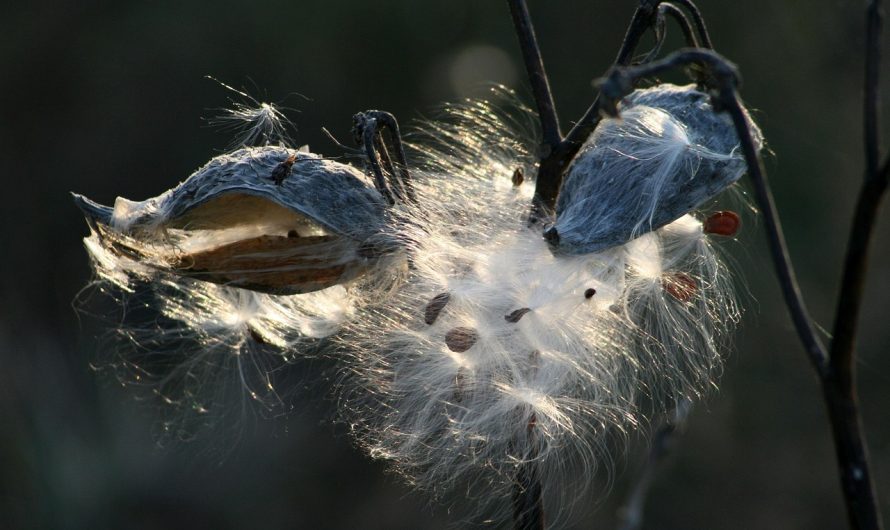 Лучший кальянный табак в Крыму