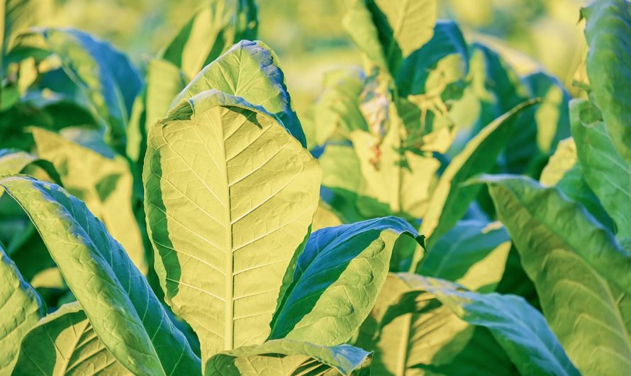 Доставка табака для кальяна в Сочи