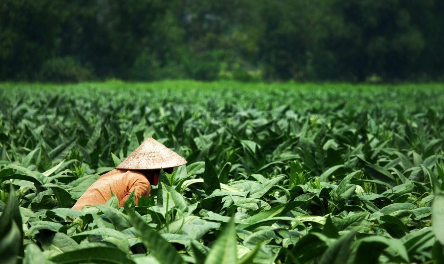 Табак для трубки в Краснодаре