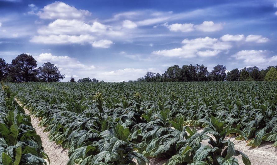 Кальянный табак оптом в Крыму