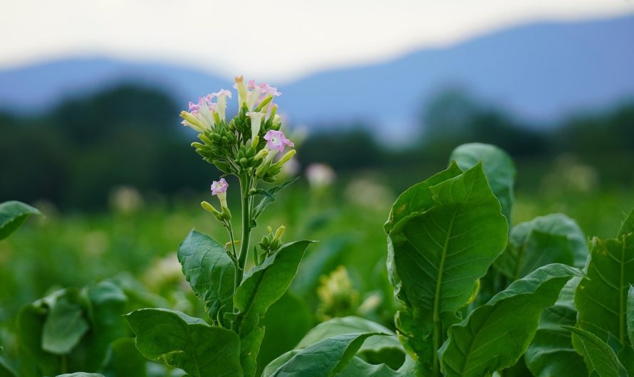 Табак в Крыму оптом: высокое качество и доступные цены