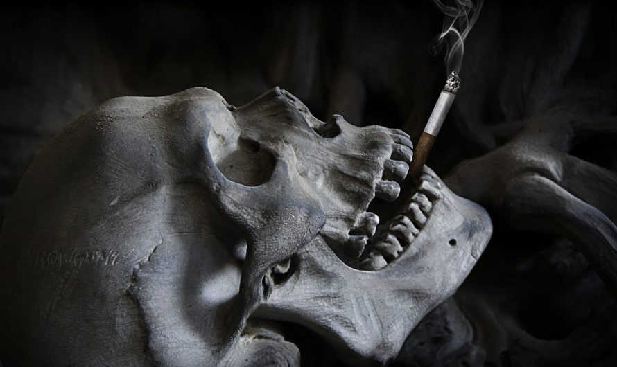 Стики Terea для IQOS Iluma в России