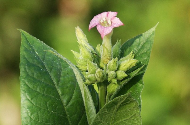 Кальянный табак на развес в Краснодаре